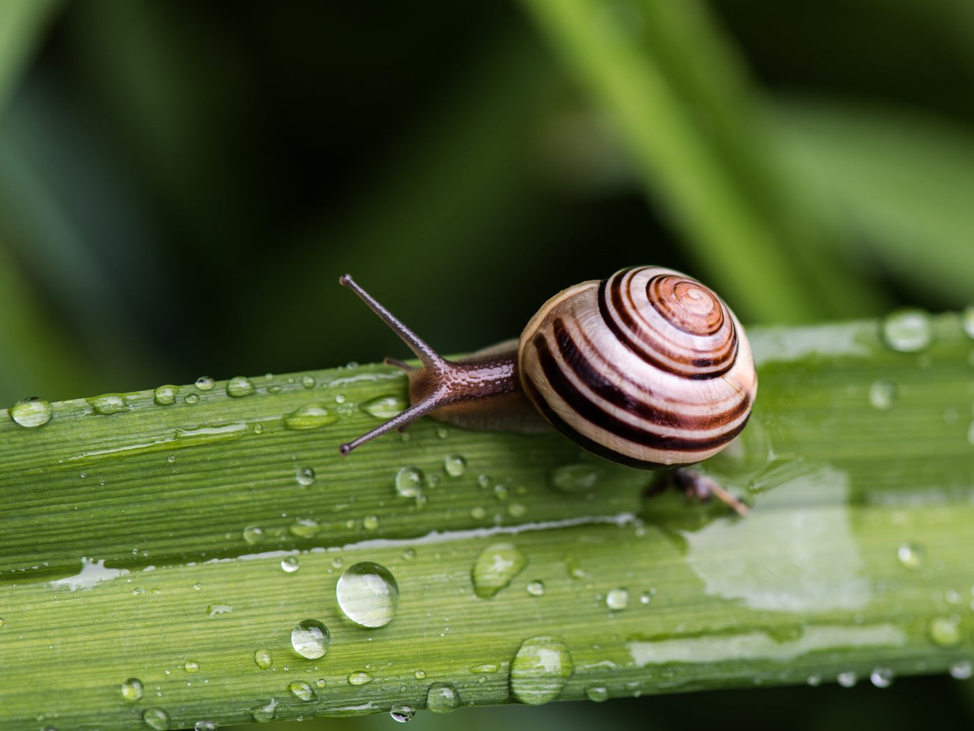 Обои трава, макро, роса, капли, панцирь, улитка, полосатый, grass, macro, rosa, drops, shell, snail, striped разрешение 2048x1280 Загрузить