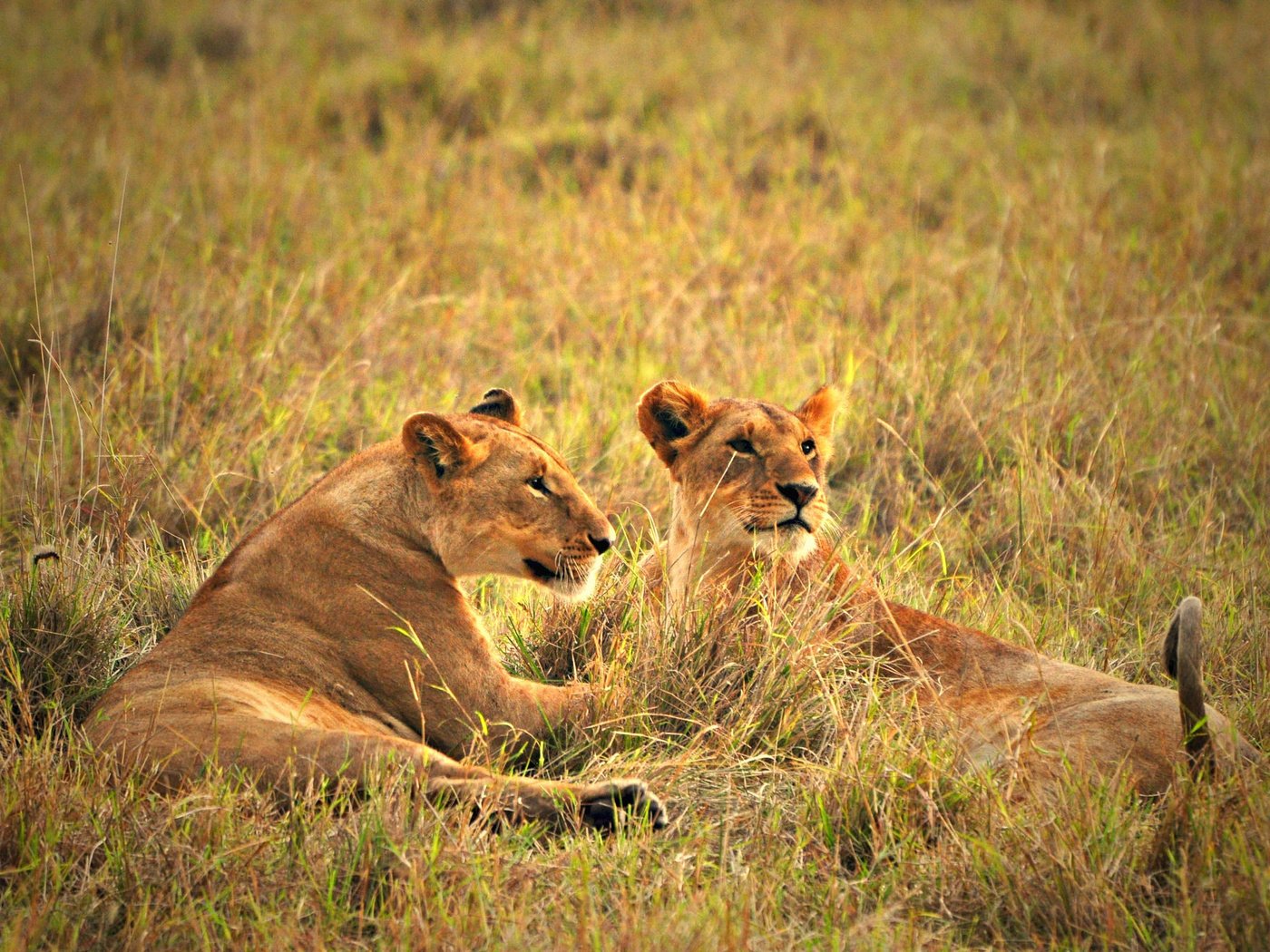 Обои трава, природа, львы, львица, grass, nature, lions, lioness разрешение 2048x1360 Загрузить