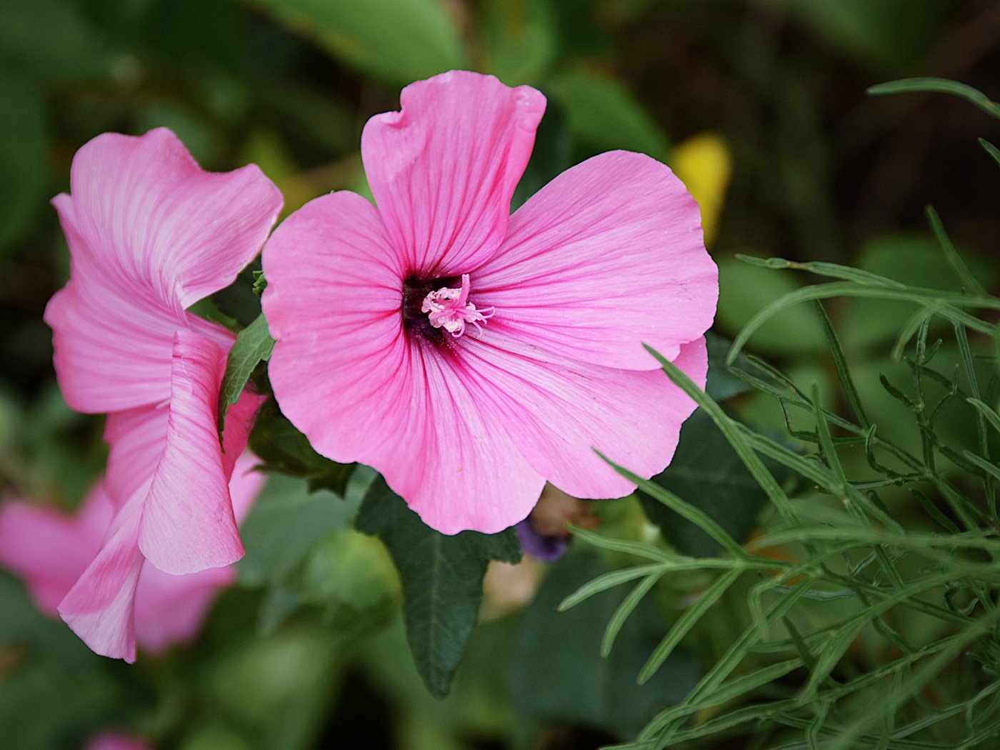 Обои цветы, макро, розовые, лаватера, flowers, macro, pink, lavatera разрешение 5314x3419 Загрузить