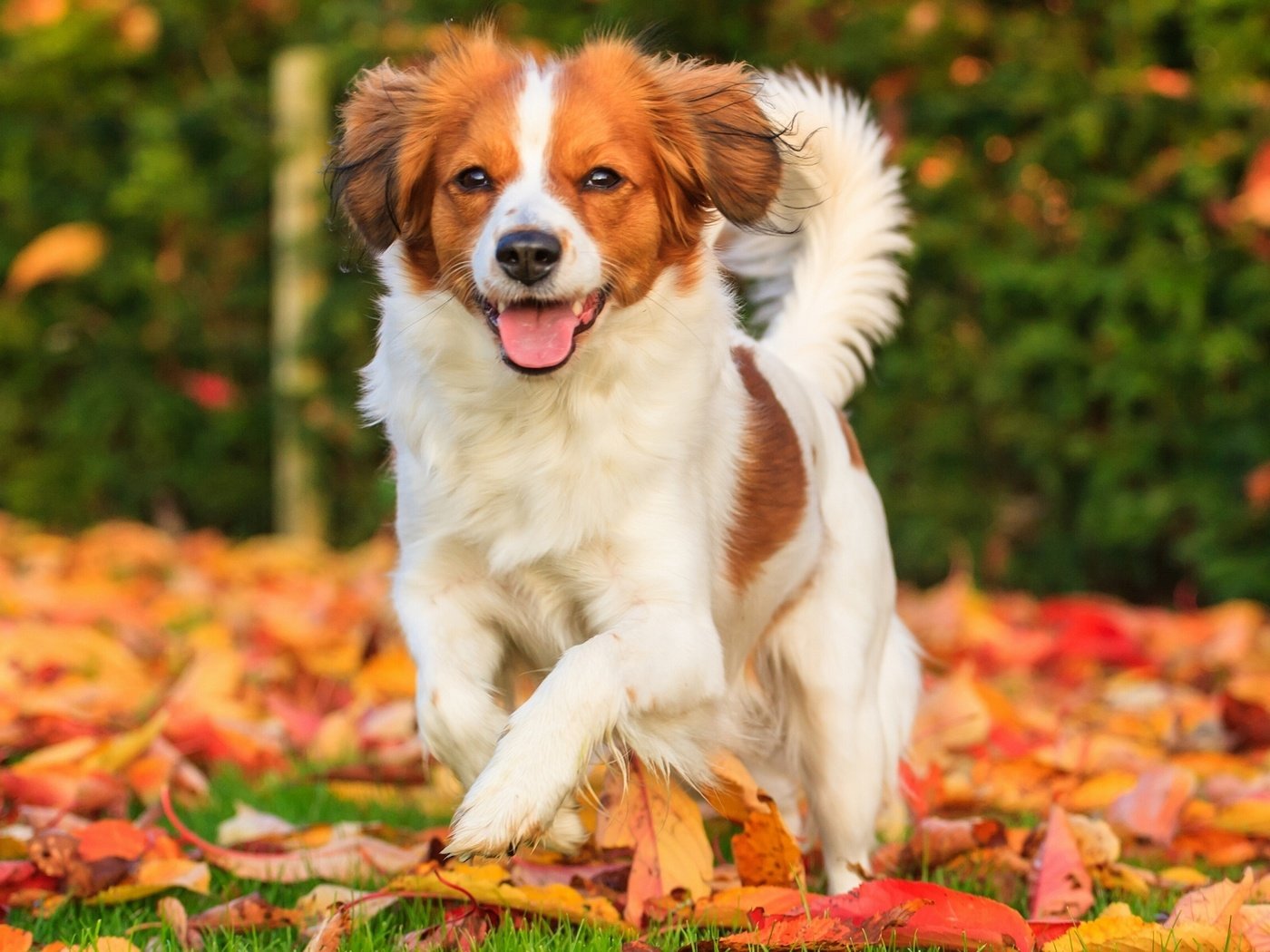 Обои листья, настроение, осень, собака, радость, коикерхондье, leaves, mood, autumn, dog, joy, kooikerhondje разрешение 2560x1707 Загрузить