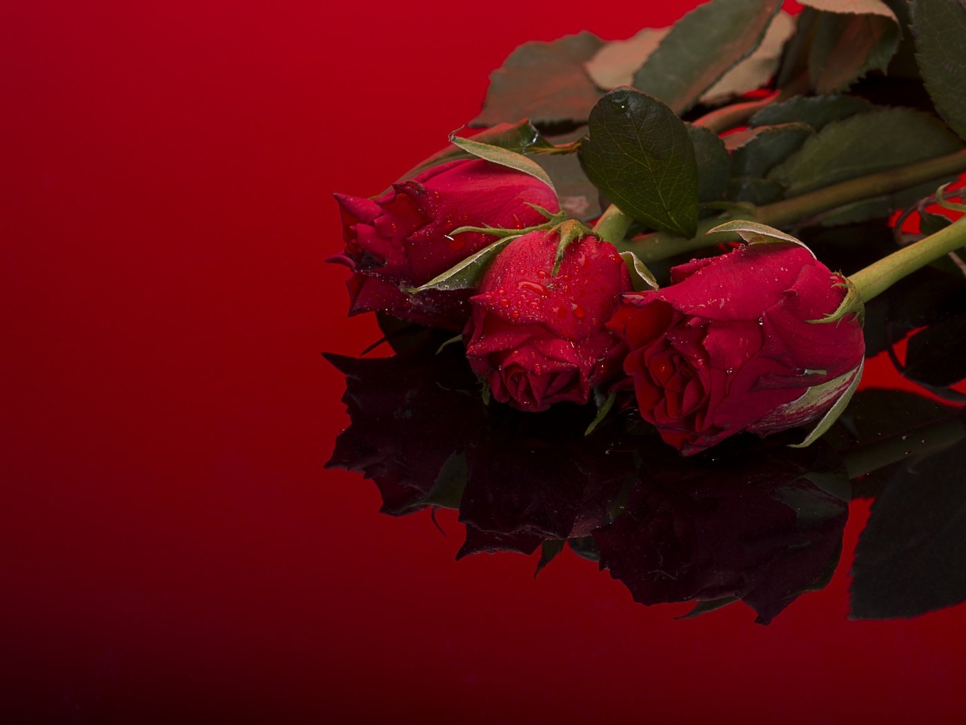 Обои цветы, фон, розы, букет, flowers, background, roses, bouquet разрешение 2880x1922 Загрузить