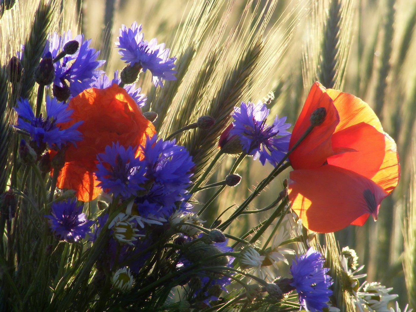 Обои цветы, васильки, трава, природа, поле, лето, маки, луг, ромашки, flowers, cornflowers, grass, nature, field, summer, maki, meadow, chamomile разрешение 2560x1600 Загрузить