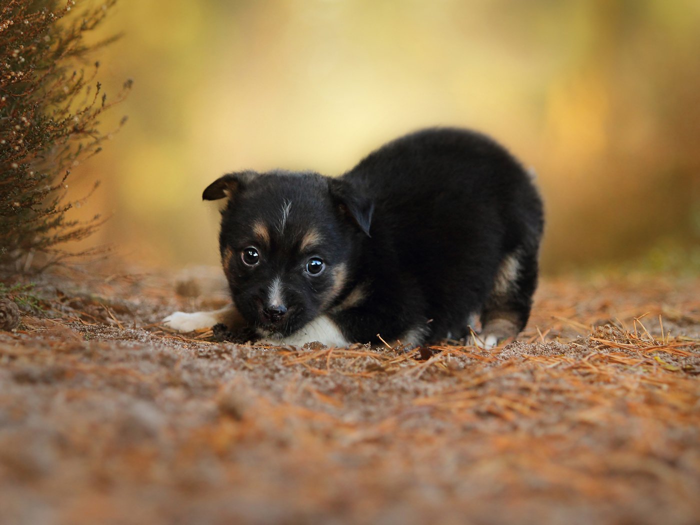 Обои собака, щенок, малыш, dog, puppy, baby разрешение 2048x1365 Загрузить