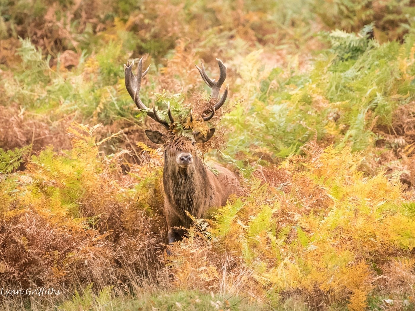 Обои олень, осень, рога, заросли, deer, autumn, horns, thickets разрешение 2000x1335 Загрузить
