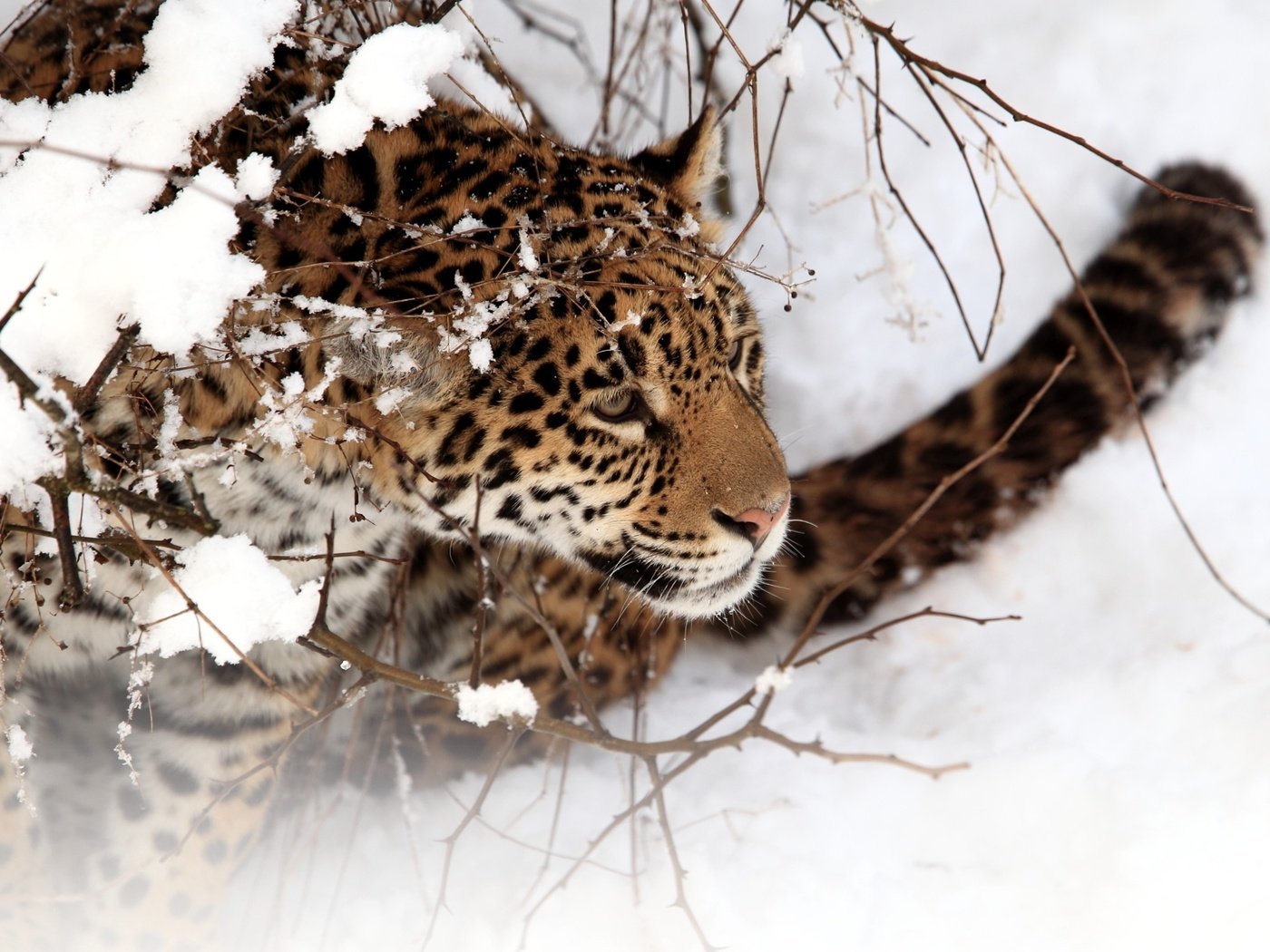 Обои снег, зима, кошка, ягуар, snow, winter, cat, jaguar разрешение 2560x1600 Загрузить