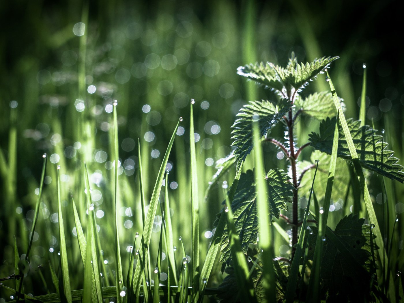 Обои трава, роса, боке, крапива, antonio coelho, grass, rosa, bokeh, nettle разрешение 2048x1365 Загрузить