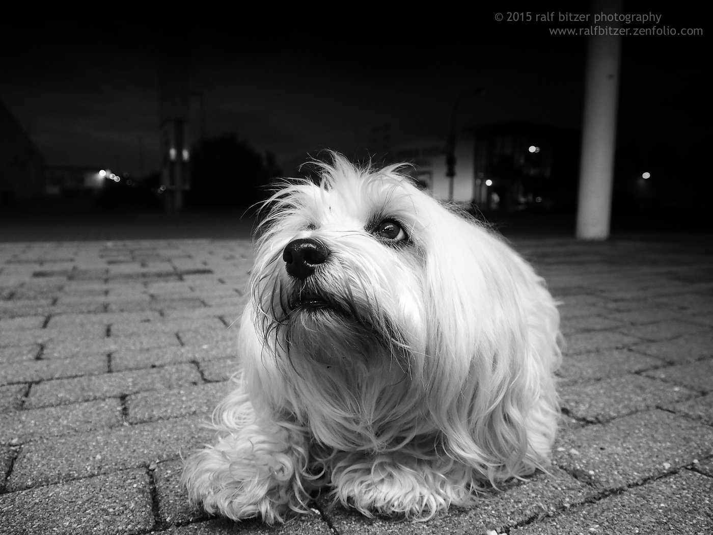 Обои чёрно-белое, собака, гаванский бишон, болонка, бишон, ralf bitzer, black and white, dog, the havanese, lapdog, bichon разрешение 2048x1536 Загрузить