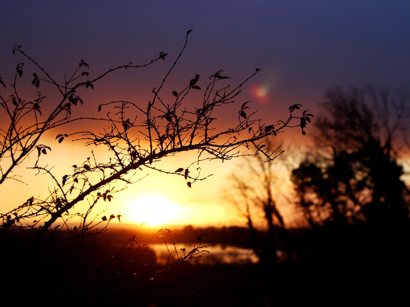 Обои ветка, восход, солнце, природа, пейзаж, утро, размытость, branch, sunrise, the sun, nature, landscape, morning, blur разрешение 5184x3456 Загрузить