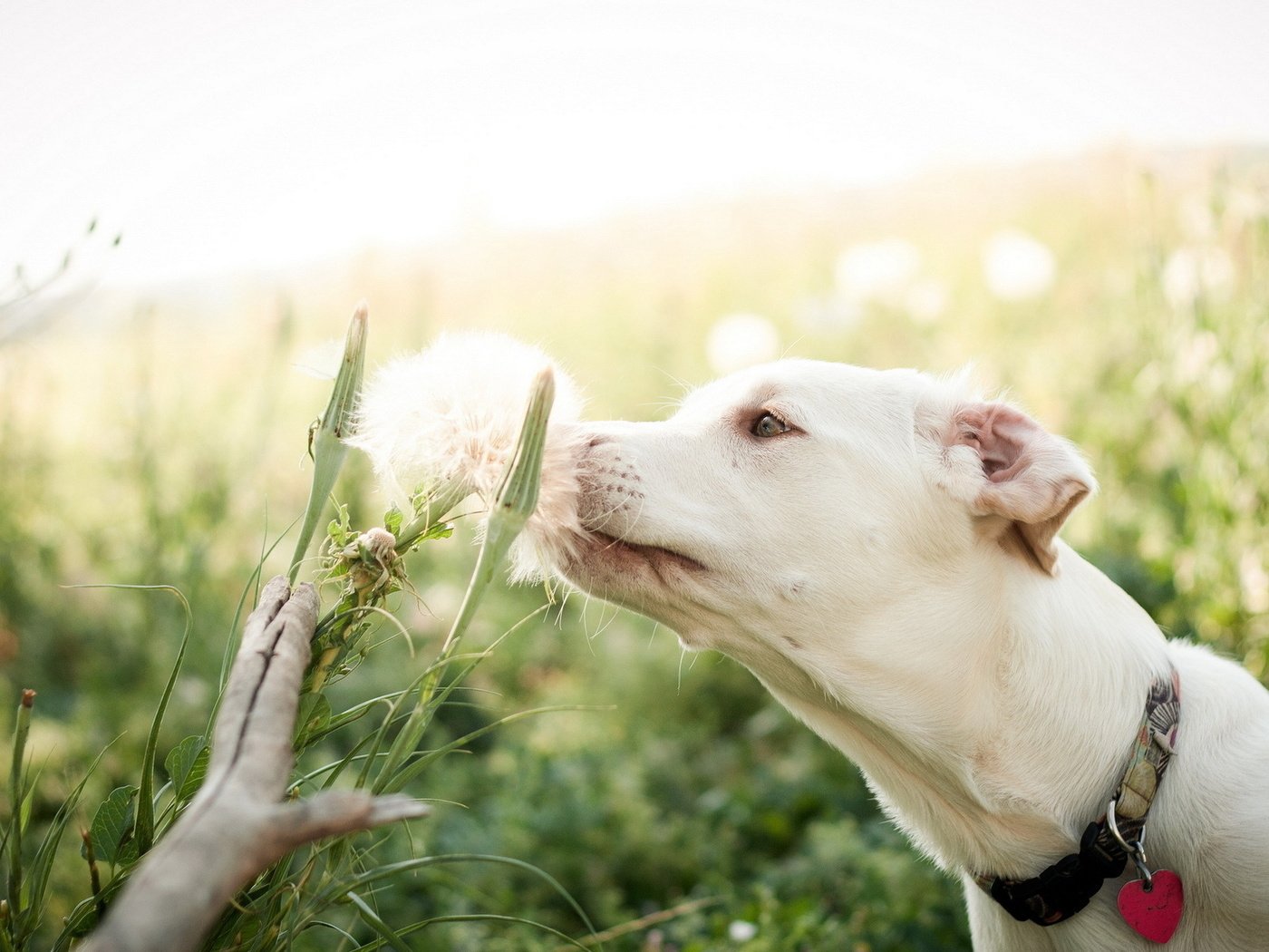 Обои цветок, поле, лето, собака, flower, field, summer, dog разрешение 1920x1200 Загрузить