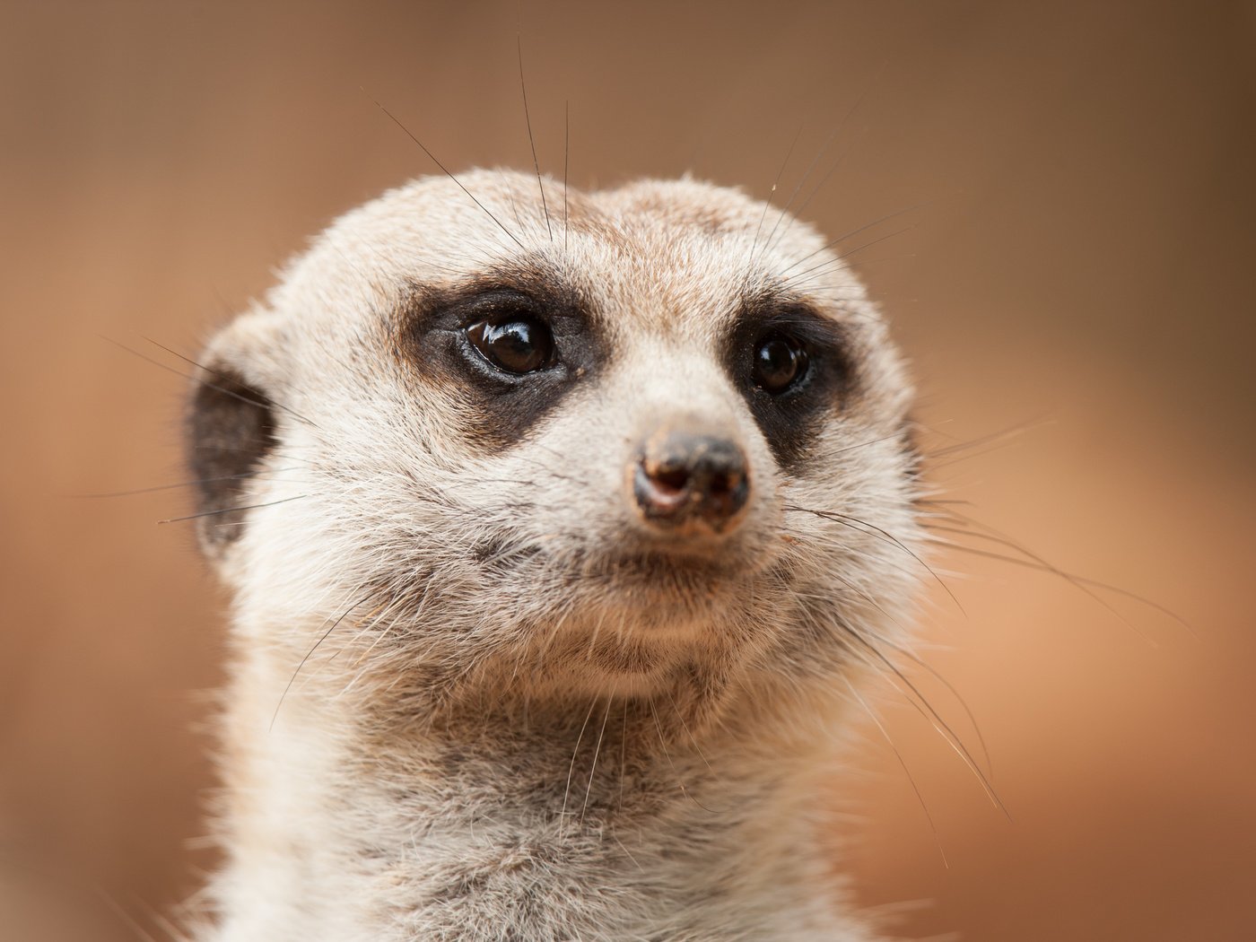 Обои морда, взгляд, сурикат, face, look, meerkat разрешение 3888x2592 Загрузить