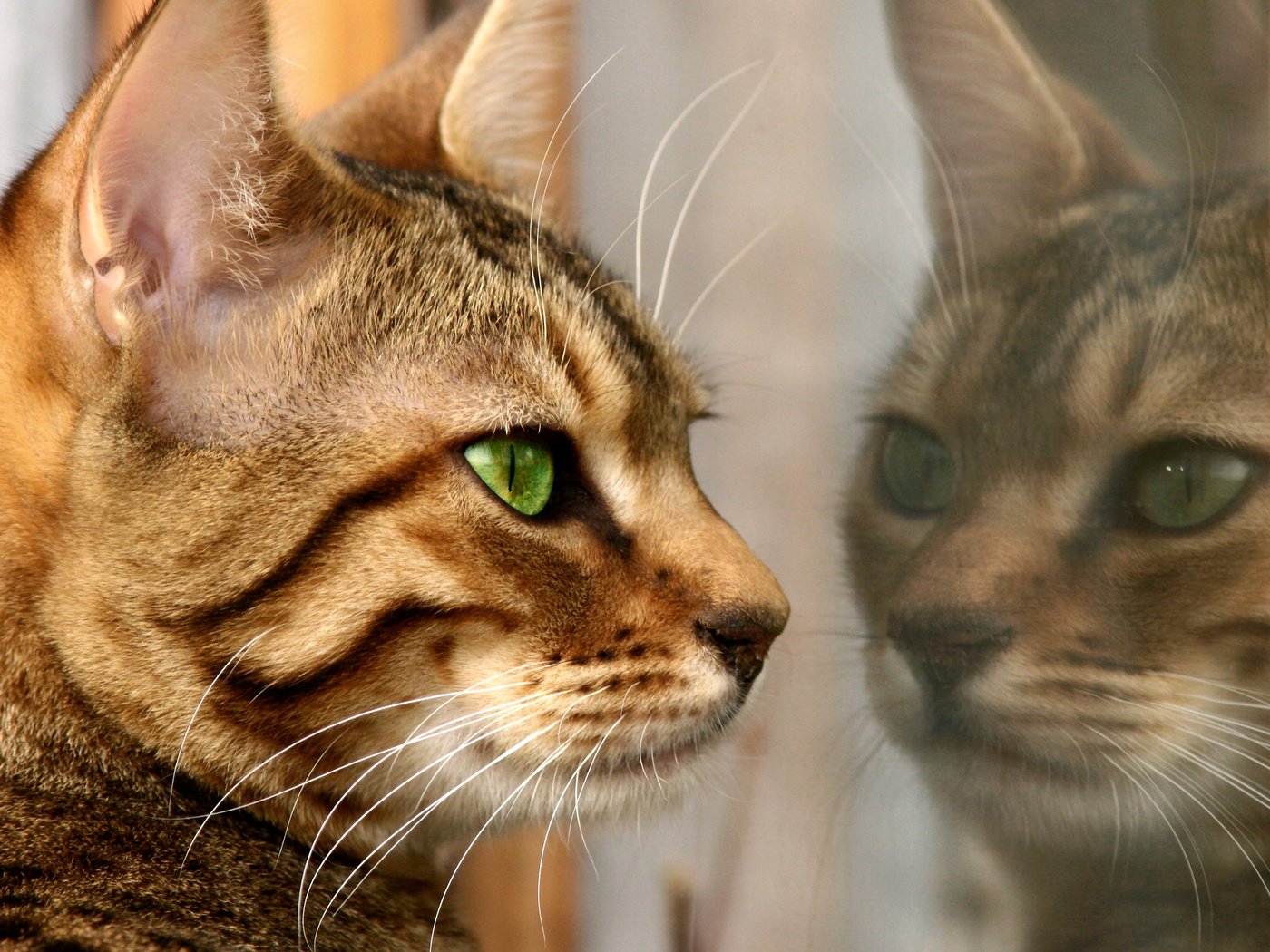 Обои отражение, кошка, мех, feline, reflection, cat, fur разрешение 2792x2199 Загрузить
