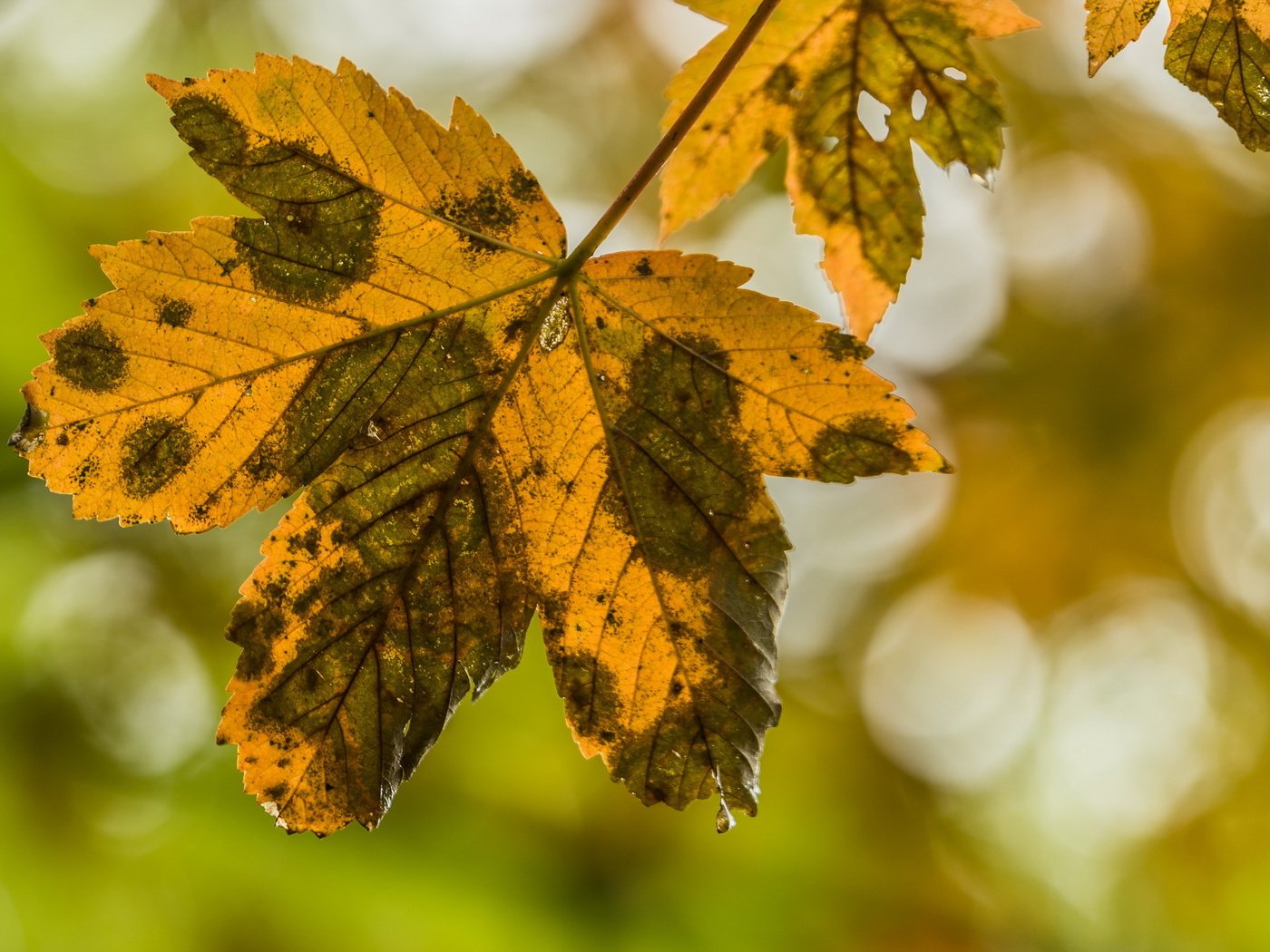 Обои природа, листья, осень, nature, leaves, autumn разрешение 2636x1440 Загрузить