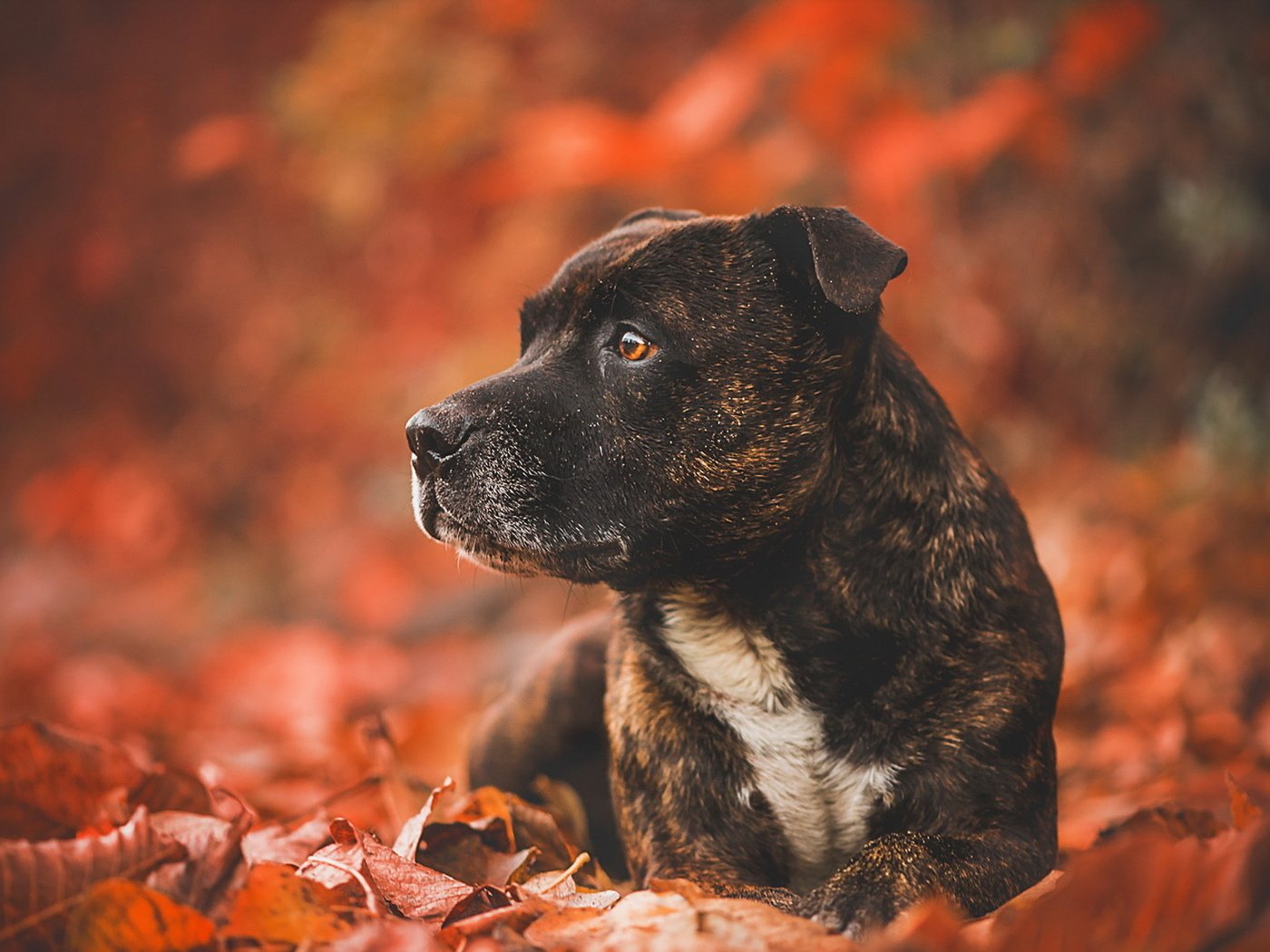 Обои листья, взгляд, осень, собака, друг, leaves, look, autumn, dog, each разрешение 1920x1148 Загрузить