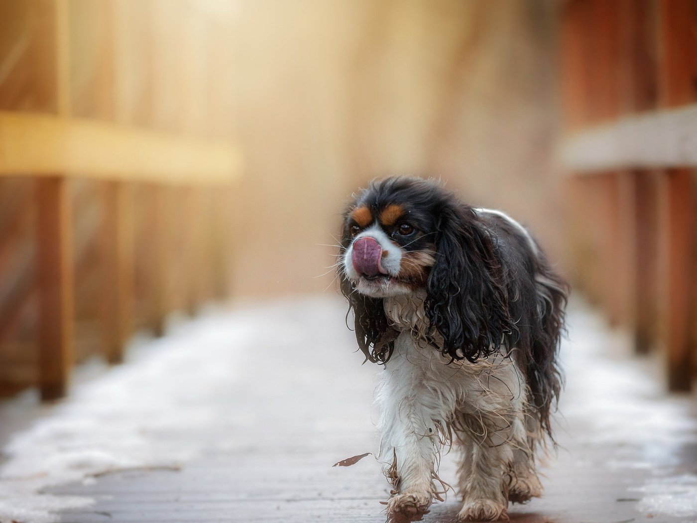 Обои взгляд, собака, друг, спаниель кинг чарльз, look, dog, each, spaniel king charles разрешение 2047x1290 Загрузить