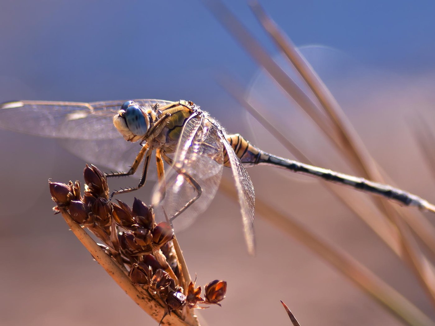 Обои макро, насекомое, стрекоза, боке, macro, insect, dragonfly, bokeh разрешение 2048x1365 Загрузить