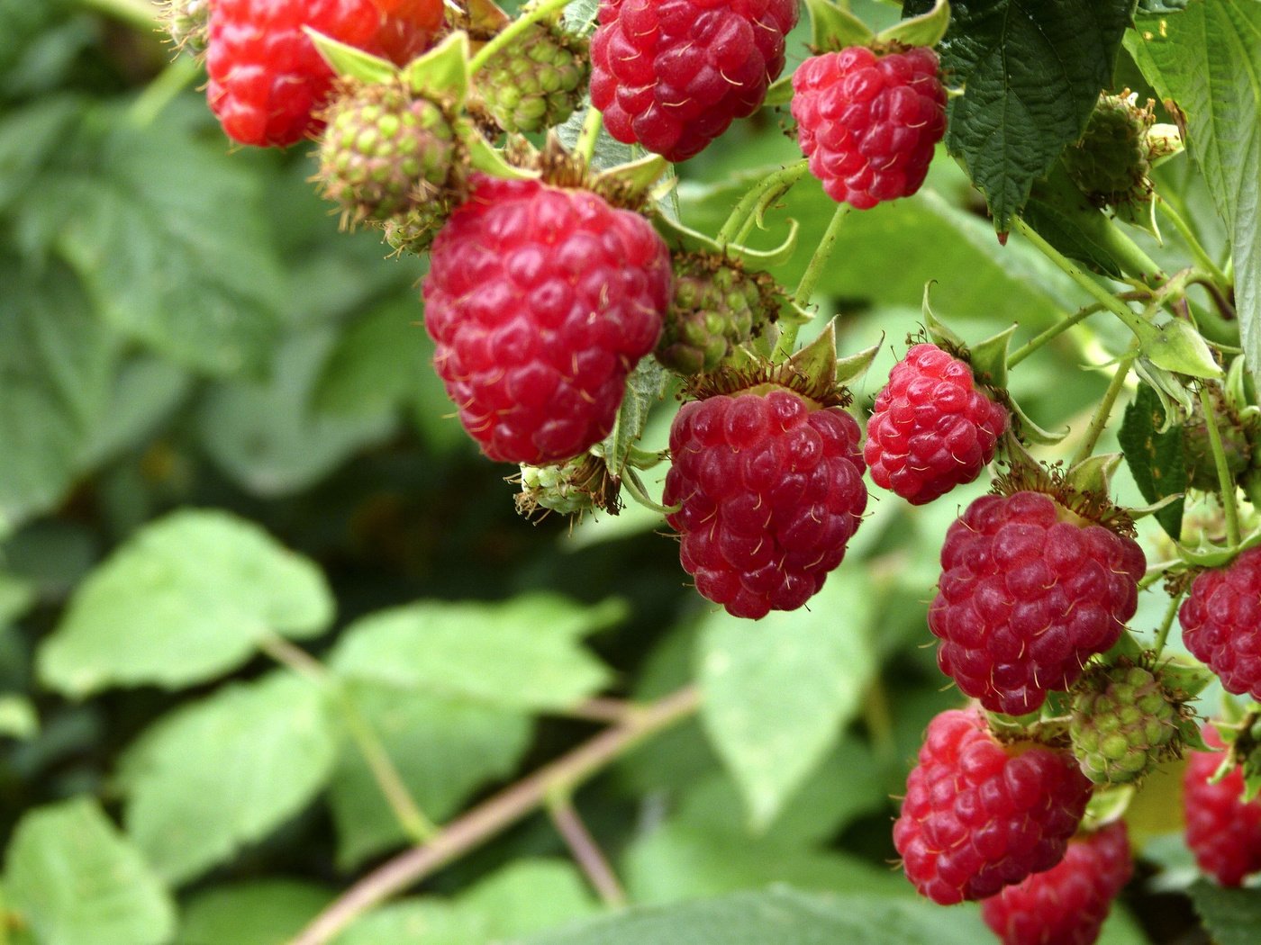 Обои малина, лето, ягоды, кустарник, raspberry, summer, berries, shrub разрешение 2560x1824 Загрузить