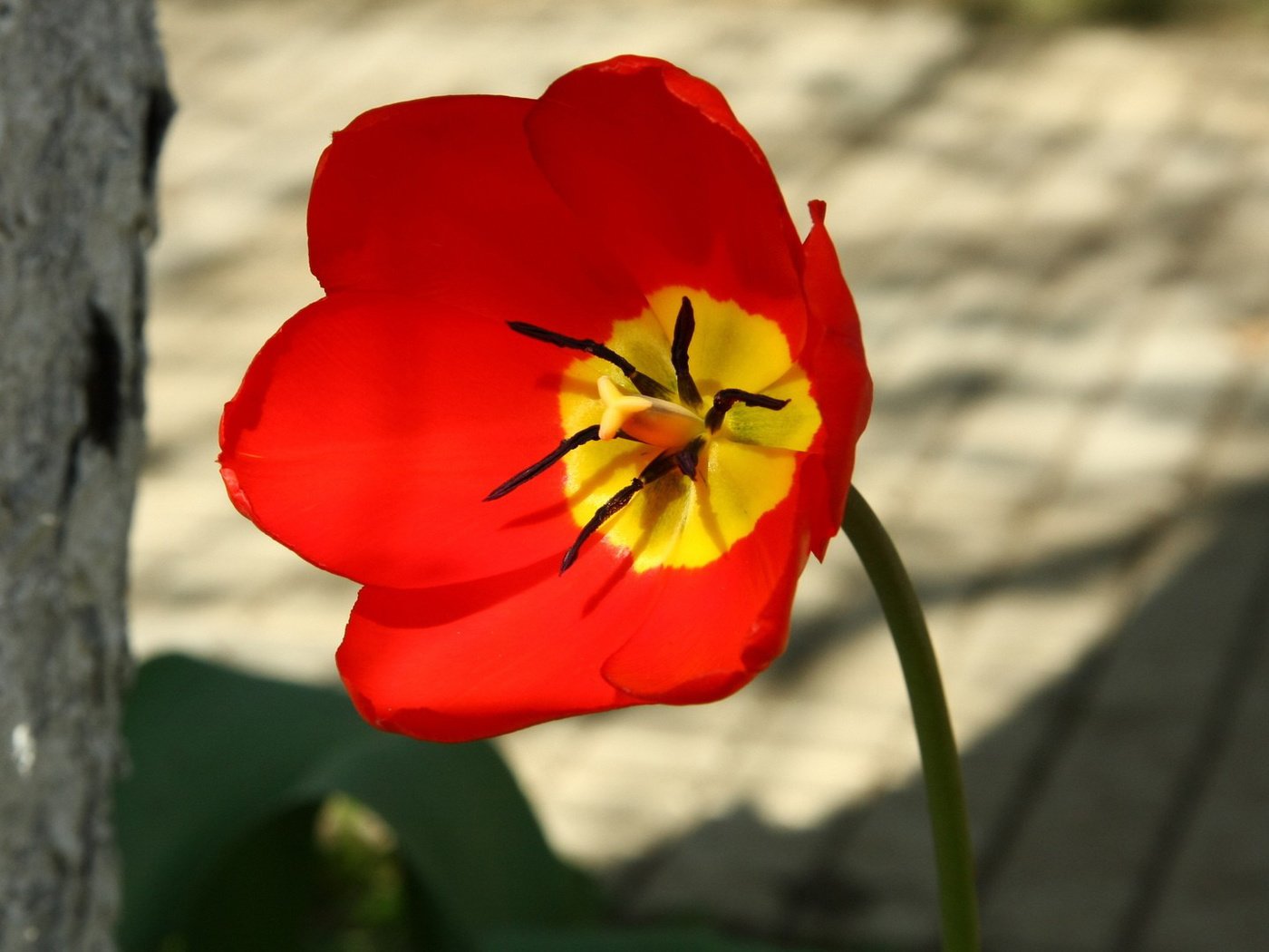 Обои цветок, лепестки, красный, тычинки, тюльпан, пестики, алый, flower, petals, red, stamens, tulip, pistils, al разрешение 1920x1080 Загрузить