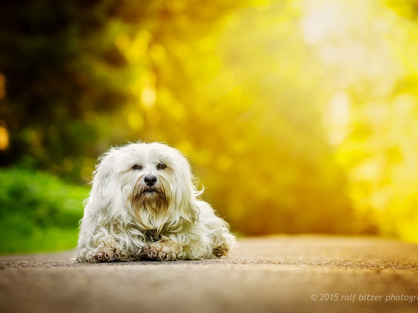 Обои осень, собака, гаванский бишон, бишон, autumn, dog, the havanese, bichon разрешение 2048x1365 Загрузить