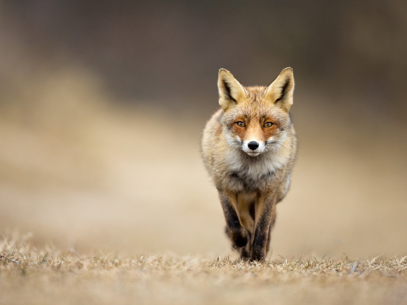 Обои трава, взгляд, лиса, grass, look, fox разрешение 7000x4500 Загрузить