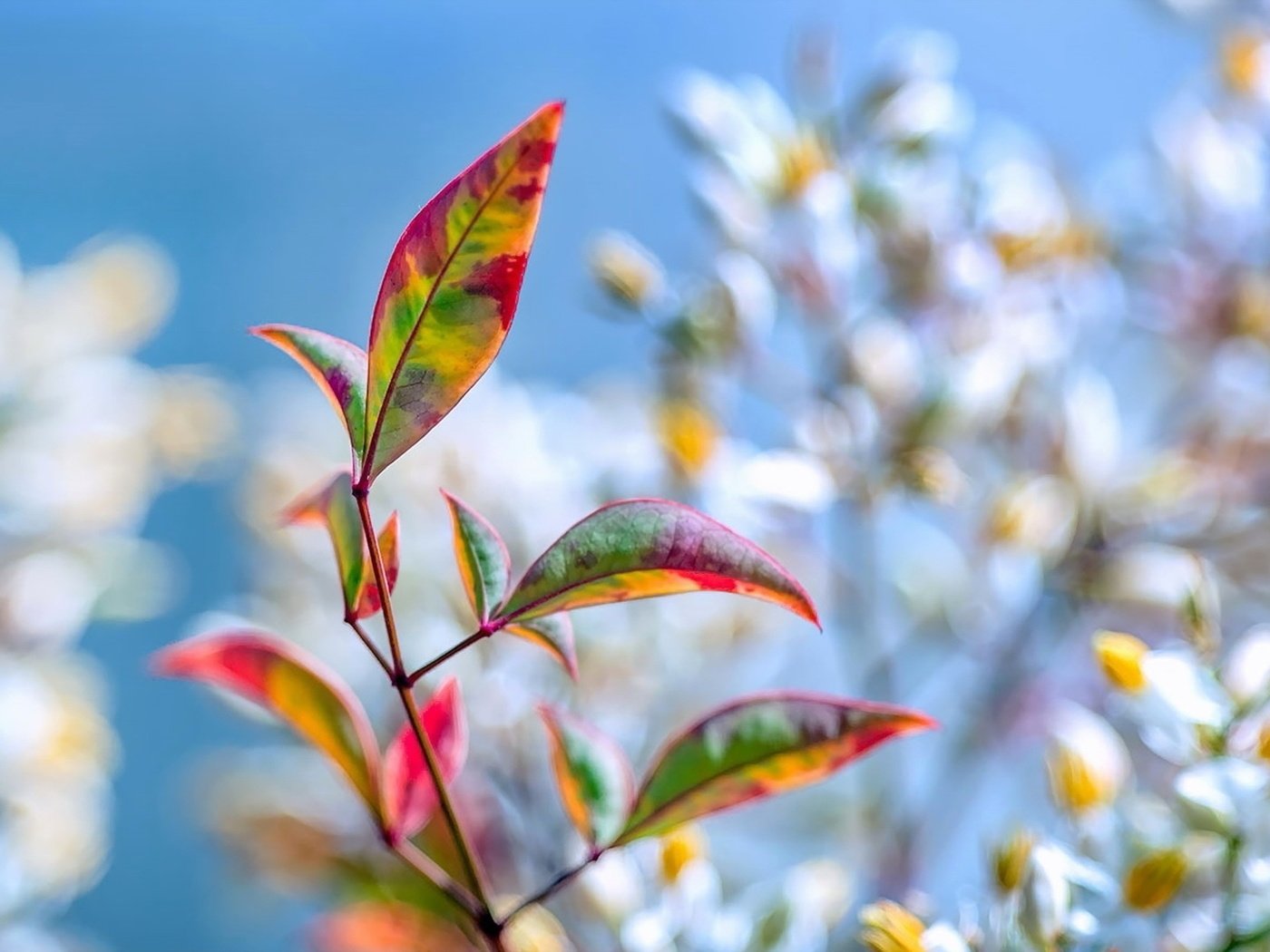 Обои природа, листья, осень, nature, leaves, autumn разрешение 1920x1080 Загрузить