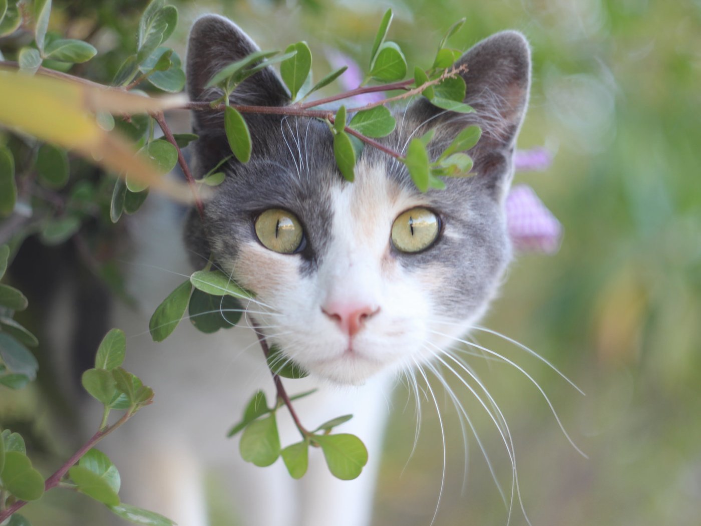 Обои глаза, кот, лето, кошка, взгляд, eyes, cat, summer, look разрешение 2048x1365 Загрузить