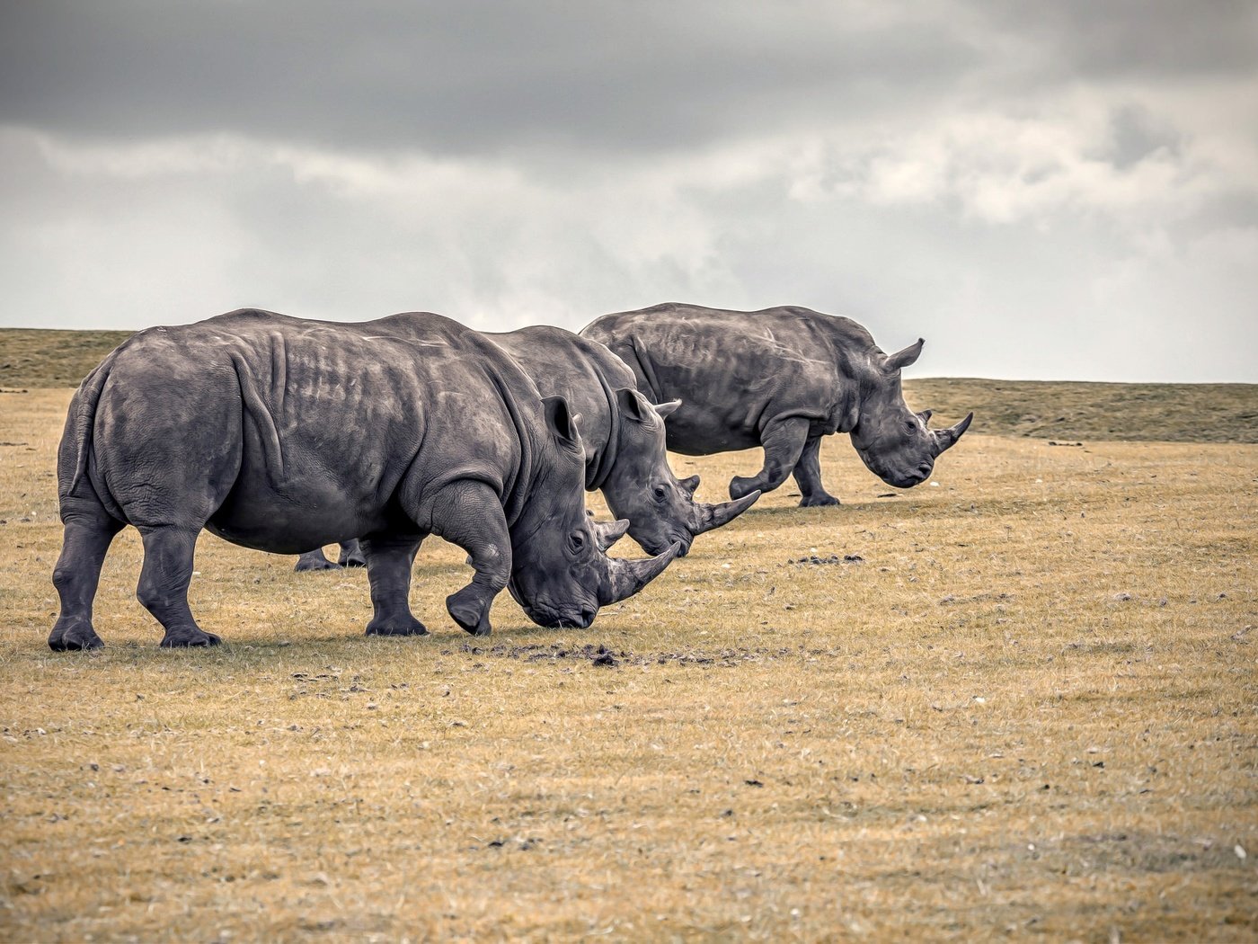 Обои природа, животные, носорог, носороги, nature, animals, rhino, rhinos разрешение 2048x1365 Загрузить