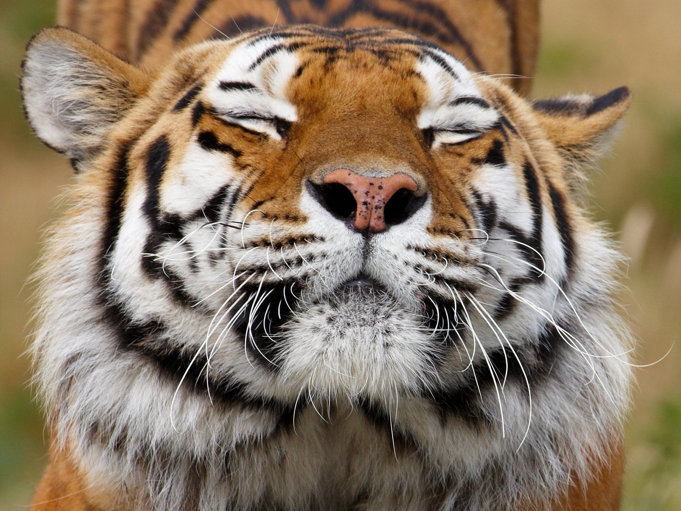 Обои тигр, морда, усы, хищник, животное, окрас, tiger, face, mustache, predator, animal, color разрешение 3879x3393 Загрузить