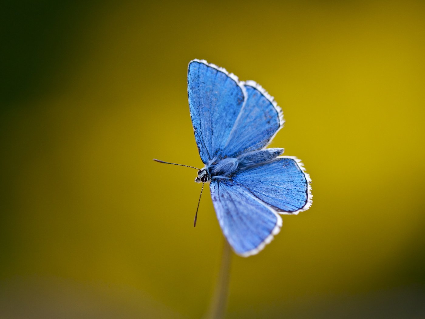 Обои насекомое, бабочка, крылья, усики, стебель, голубянка, insect, butterfly, wings, antennae, stem, blue разрешение 4468x3317 Загрузить