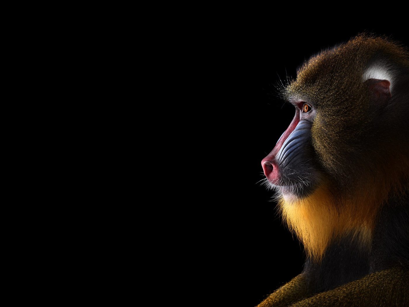 Обои фон, взгляд, обезьяна, мандрил, background, look, monkey, mandrill разрешение 1920x1288 Загрузить