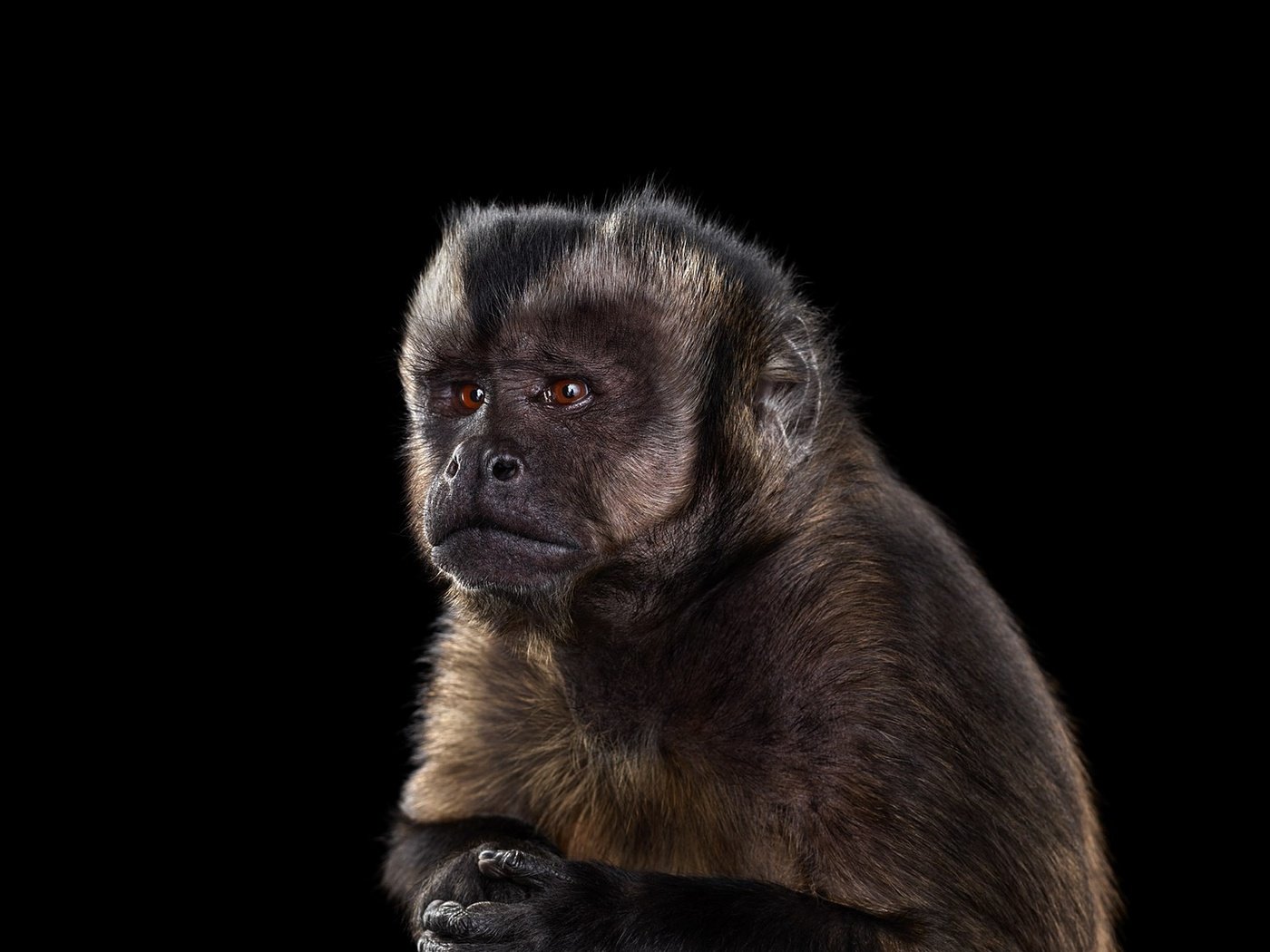 Обои фон, взгляд, черный фон, обезьяна, примат, capuchin monkey, капуцин, background, look, black background, monkey, the primacy of разрешение 1920x1288 Загрузить