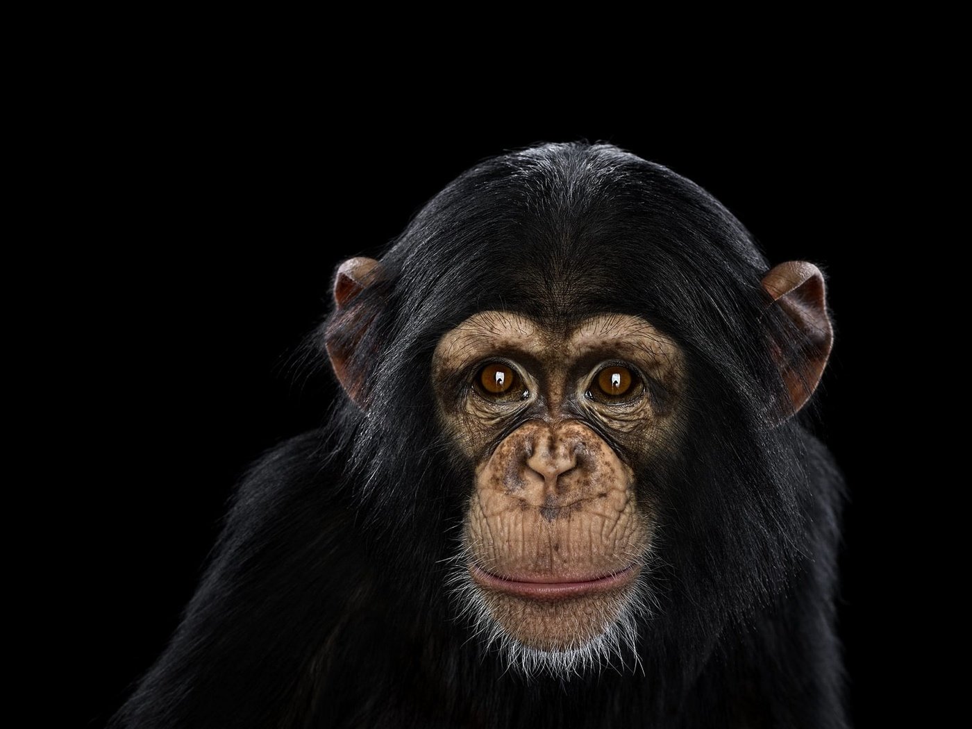 Обои фон, взгляд, обезьяна, шимпанзе, chimpanzee, background, look, monkey, chimpanzees разрешение 1920x1288 Загрузить