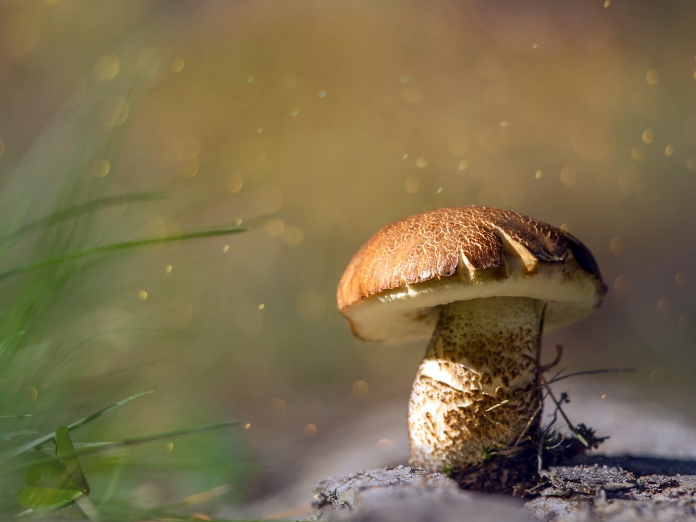 Обои природа, осень, гриб, nature, autumn, mushroom разрешение 2560x1707 Загрузить