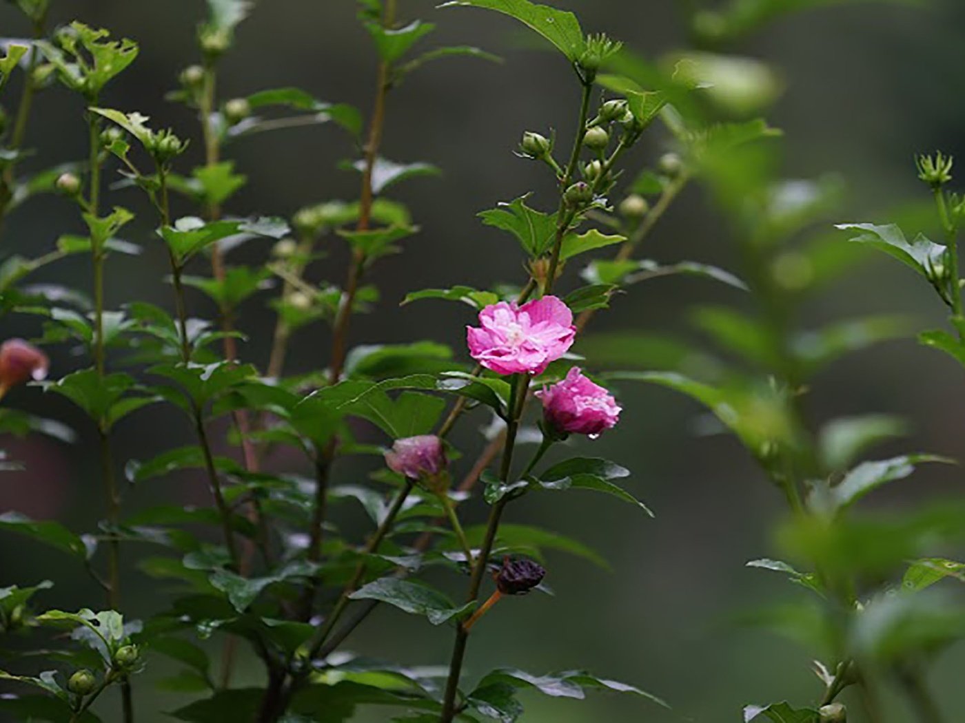 Обои цветы,  цветы, springs, flowers разрешение 2560x1440 Загрузить