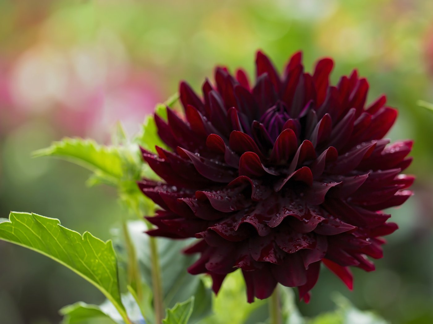 Обои макро, цветок, георгин, бордовый, macro, flower, dahlia, burgundy разрешение 2048x1365 Загрузить