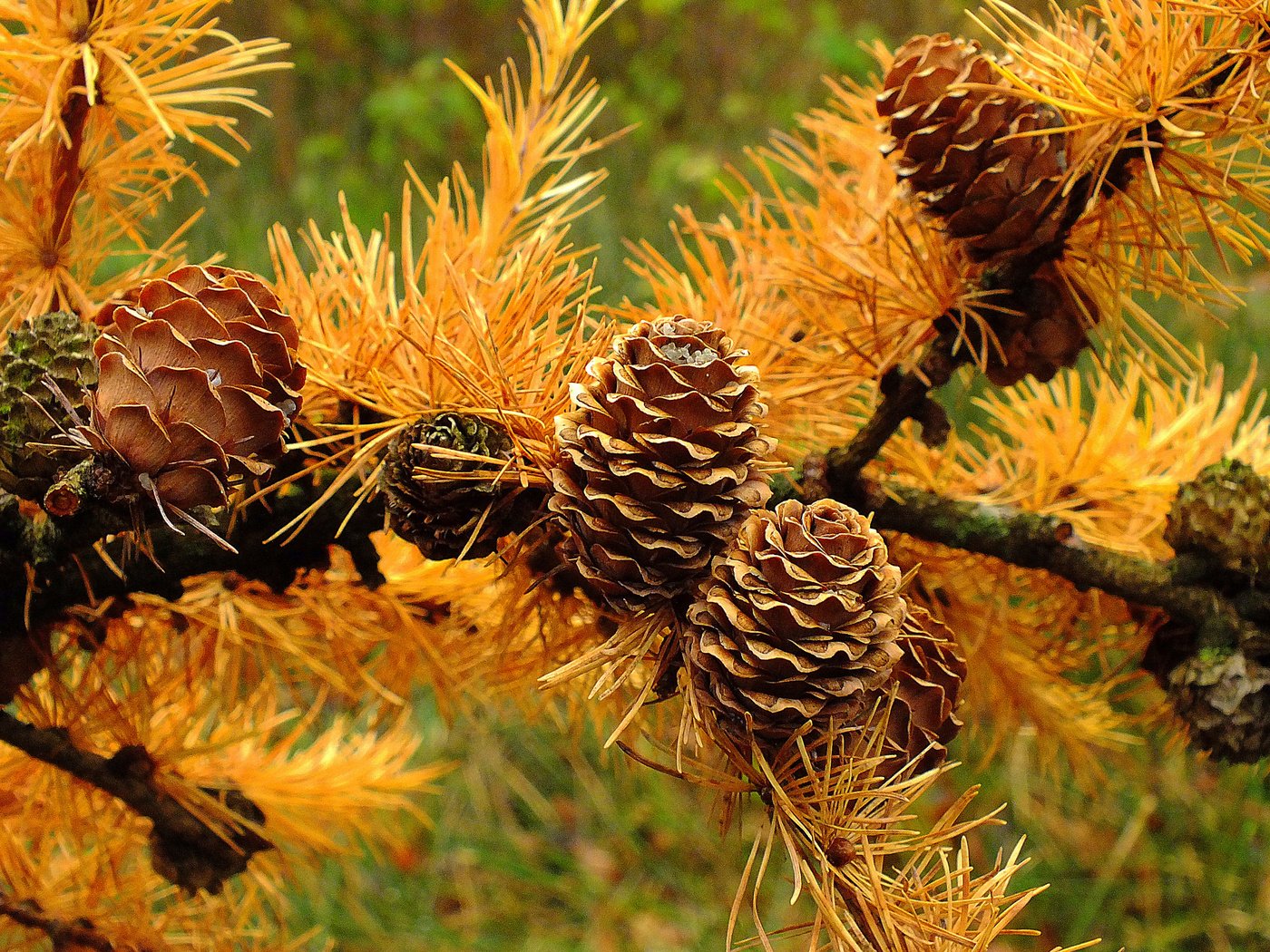 Обои ветка, хвоя, макро, осень, шишки, иголки, лиственница, branch, needles, macro, autumn, bumps, larch разрешение 2048x1398 Загрузить