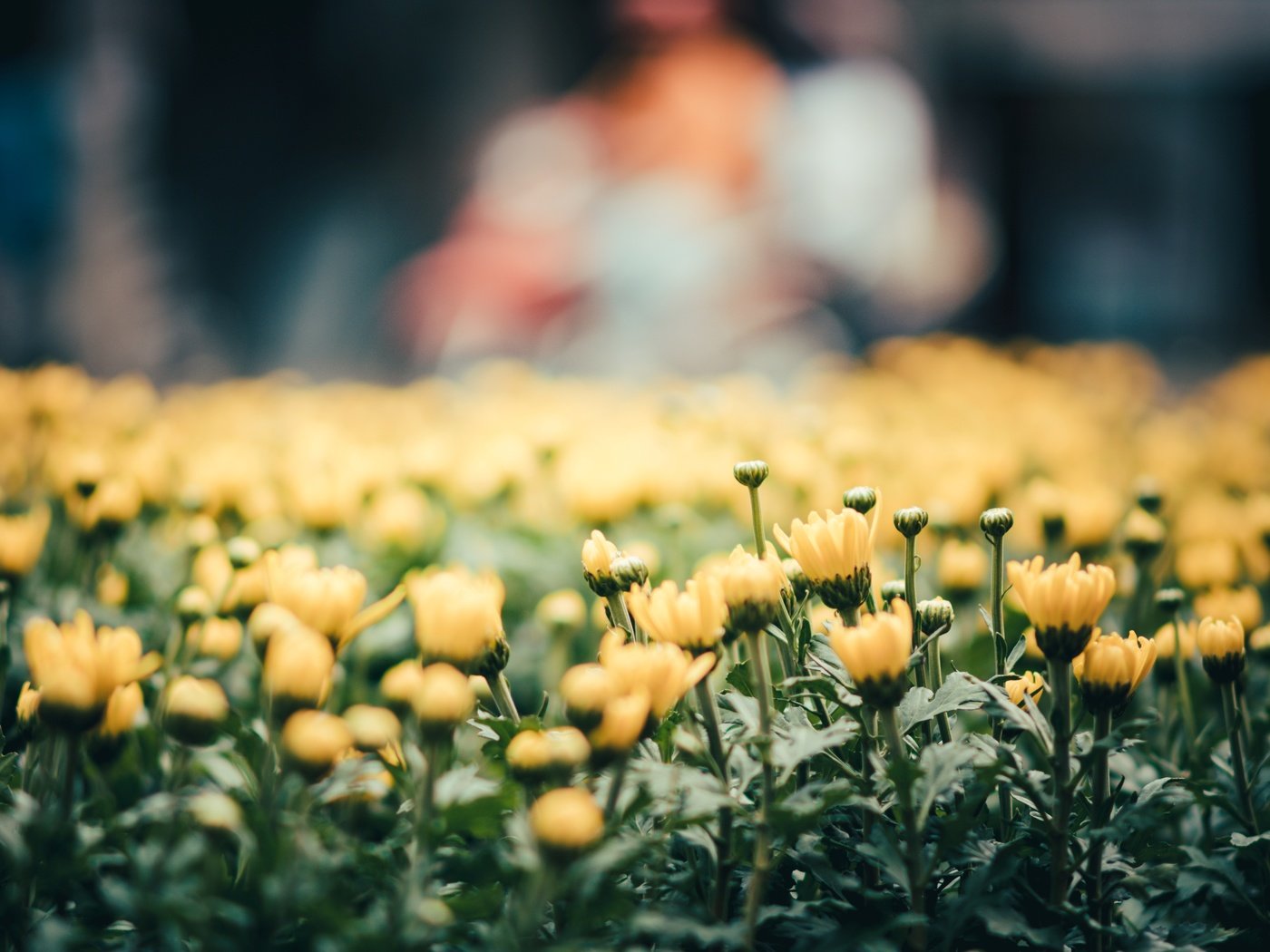 Обои цветы, лепестки, желтые, flowers, petals, yellow разрешение 6016x3742 Загрузить