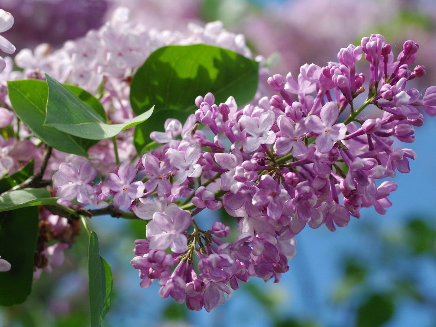 Обои небо, макро, сирень, the sky, macro, lilac разрешение 2232x1484 Загрузить