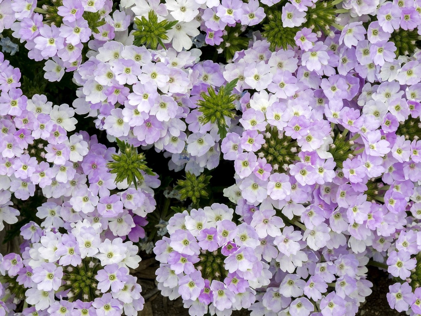 Обои цветы, макро, сиреневые, вербена, голубиная трава, flowers, macro, lilac, verbena, pigeon grass разрешение 2048x1324 Загрузить