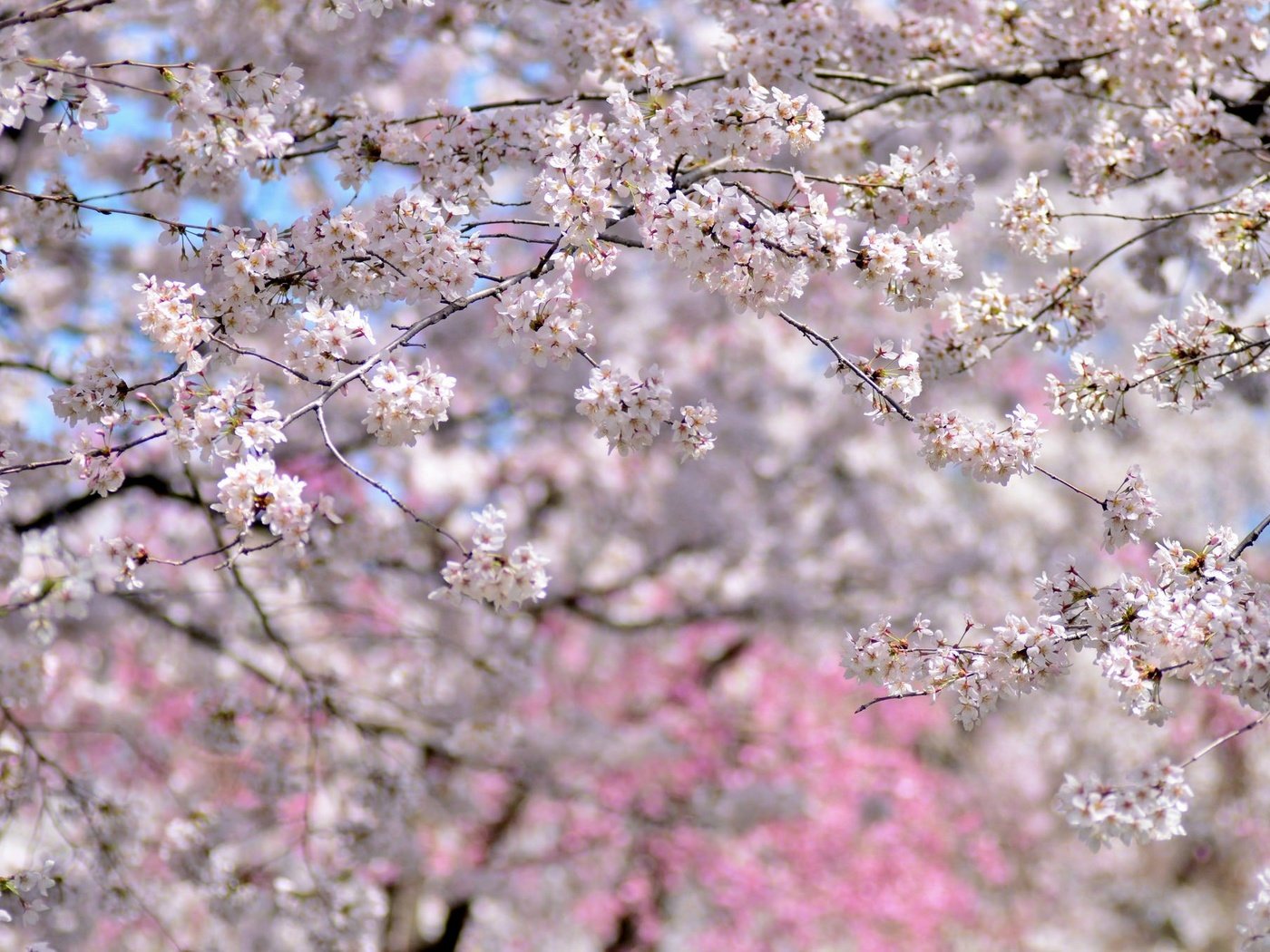 Обои деревья, цветение, весна, вишня, сакура, trees, flowering, spring, cherry, sakura разрешение 2048x1356 Загрузить