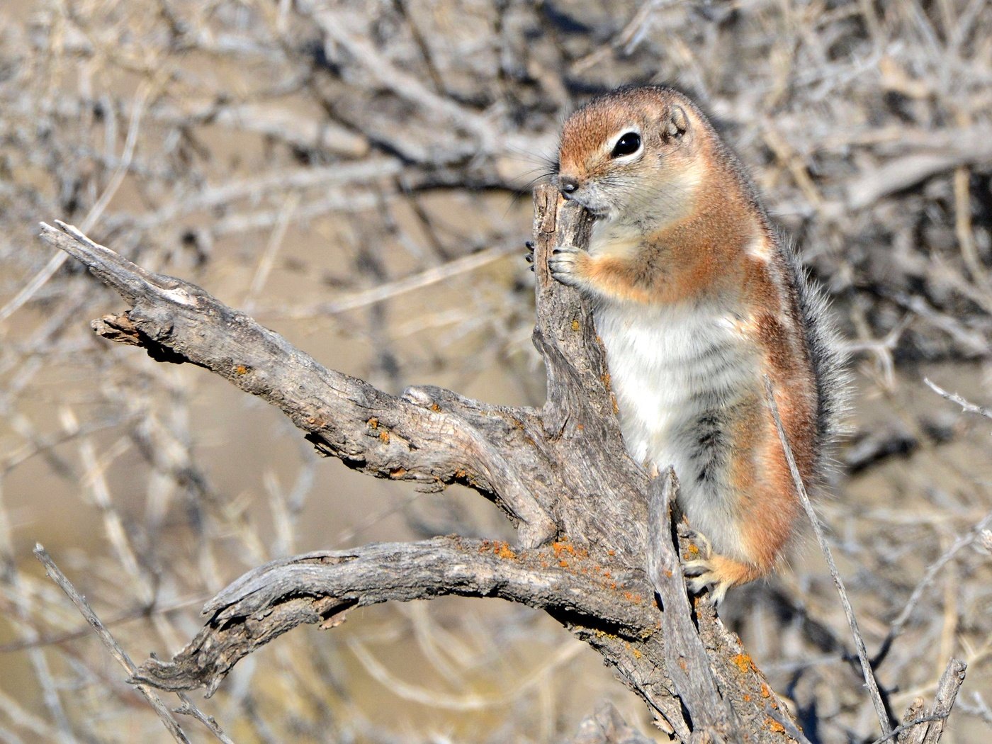 Обои коряга, суслик, белохвостый суслик, snag, gopher, white-tailed prairie dog разрешение 2880x1920 Загрузить