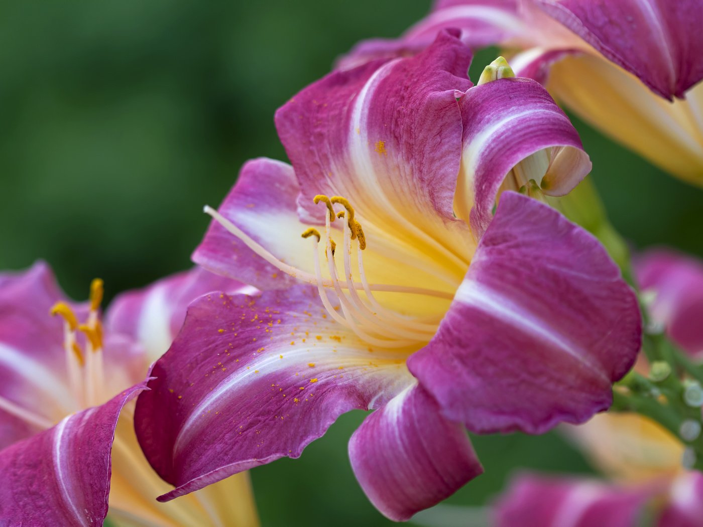 Обои цветы, макро, лилия, лиловые, flowers, macro, lily, purple разрешение 2048x1365 Загрузить