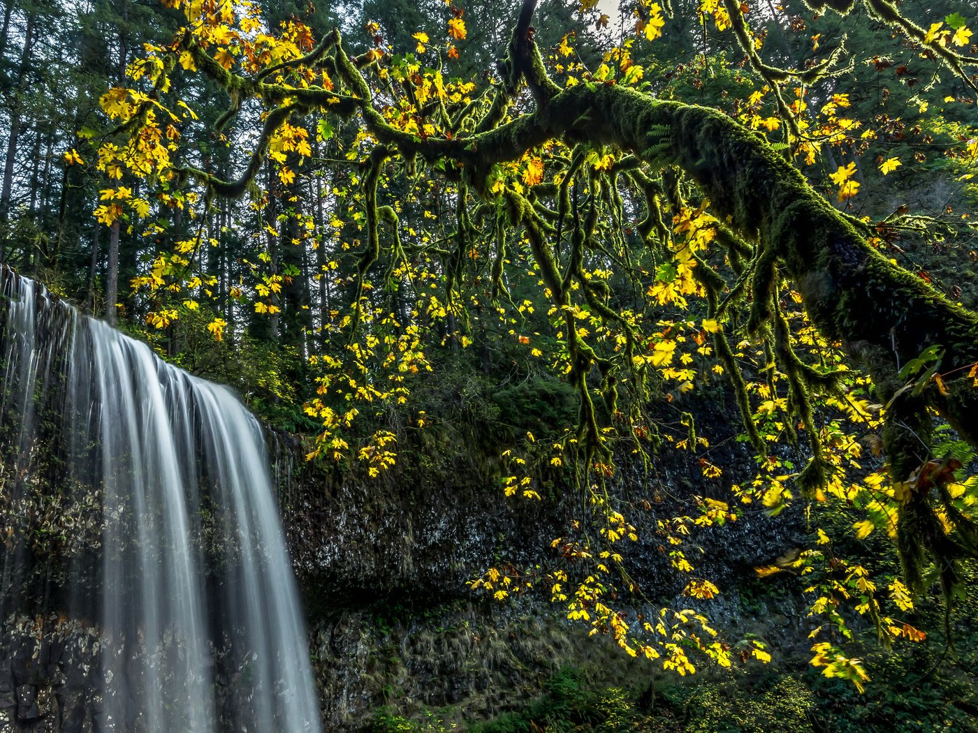 Обои деревья, лес, листья, ветки, водопад, сша, мох, silver falls state park, trees, forest, leaves, branches, waterfall, usa, moss разрешение 3600x2403 Загрузить