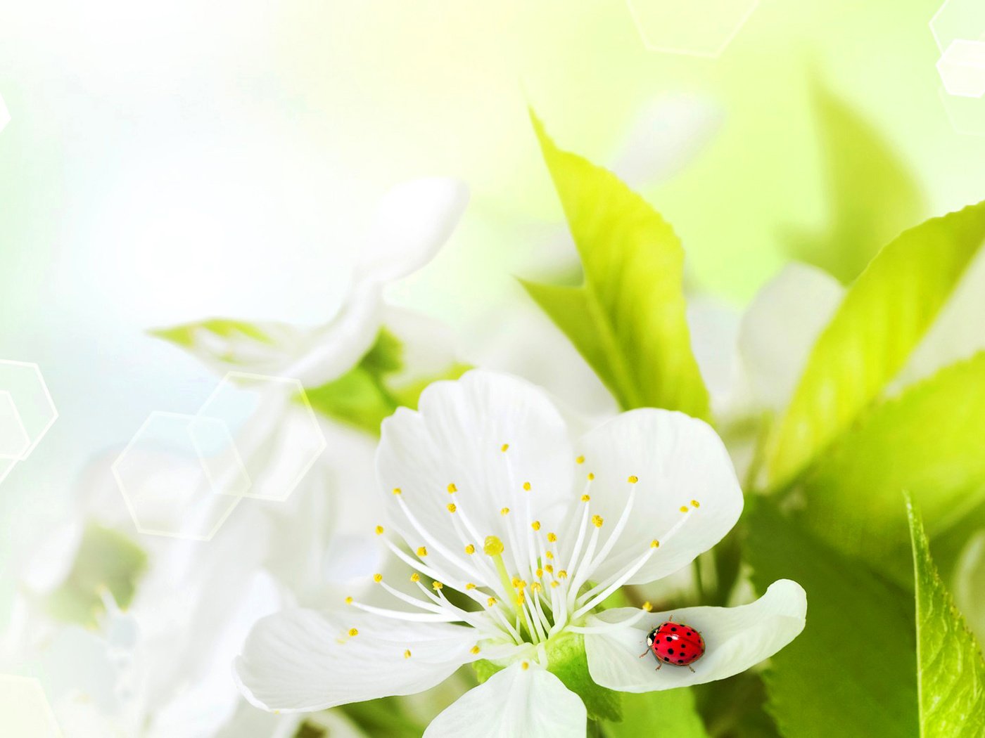 Обои насекомое, цветок, лепестки, божья коровка, insect, flower, petals, ladybug разрешение 1920x1080 Загрузить