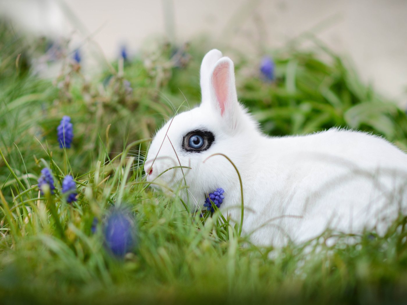 Обои цветы, трава, белый, кролик, боке, белый кролик, flowers, grass, white, rabbit, bokeh, white rabbit разрешение 3600x2209 Загрузить