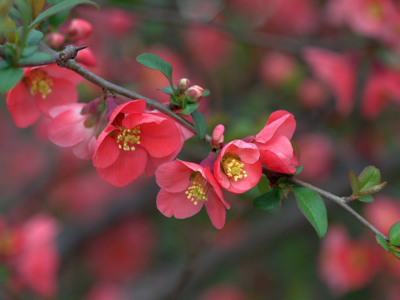 Обои ветка, цветение, макро, весна, цветки, айва, branch, flowering, macro, spring, flowers, quince разрешение 3600x2402 Загрузить