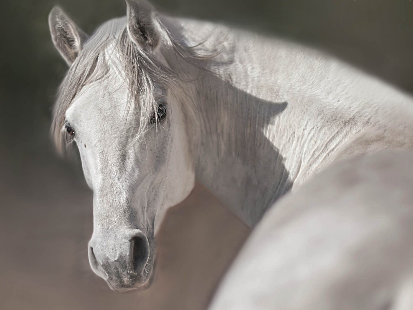 Обои лошадь, природа, фон, конь, horse, nature, background разрешение 2726x1749 Загрузить