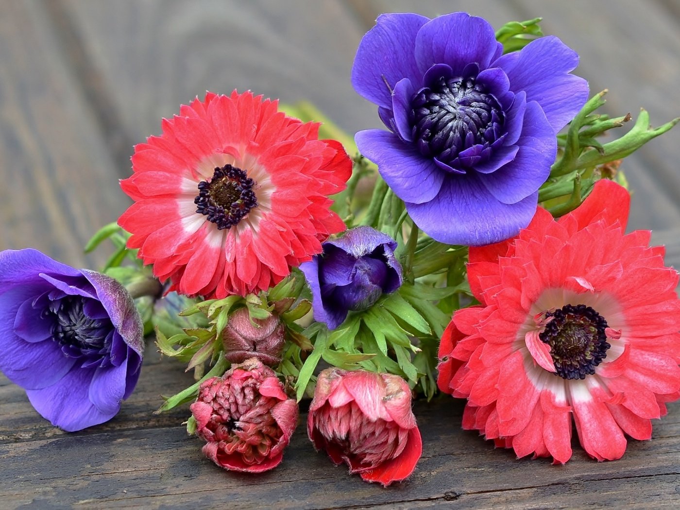 Обои фиолетовый, розовый, анемоны, purple, pink, anemones разрешение 1920x1215 Загрузить