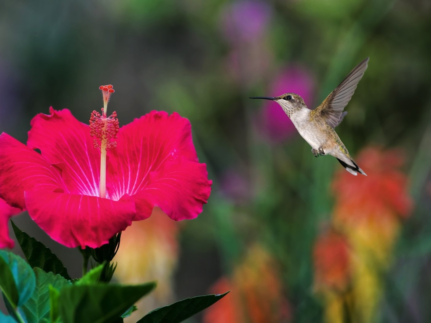 Обои полет, птичка, колибри, гибискус, flight, bird, hummingbird, hibiscus разрешение 2048x1365 Загрузить