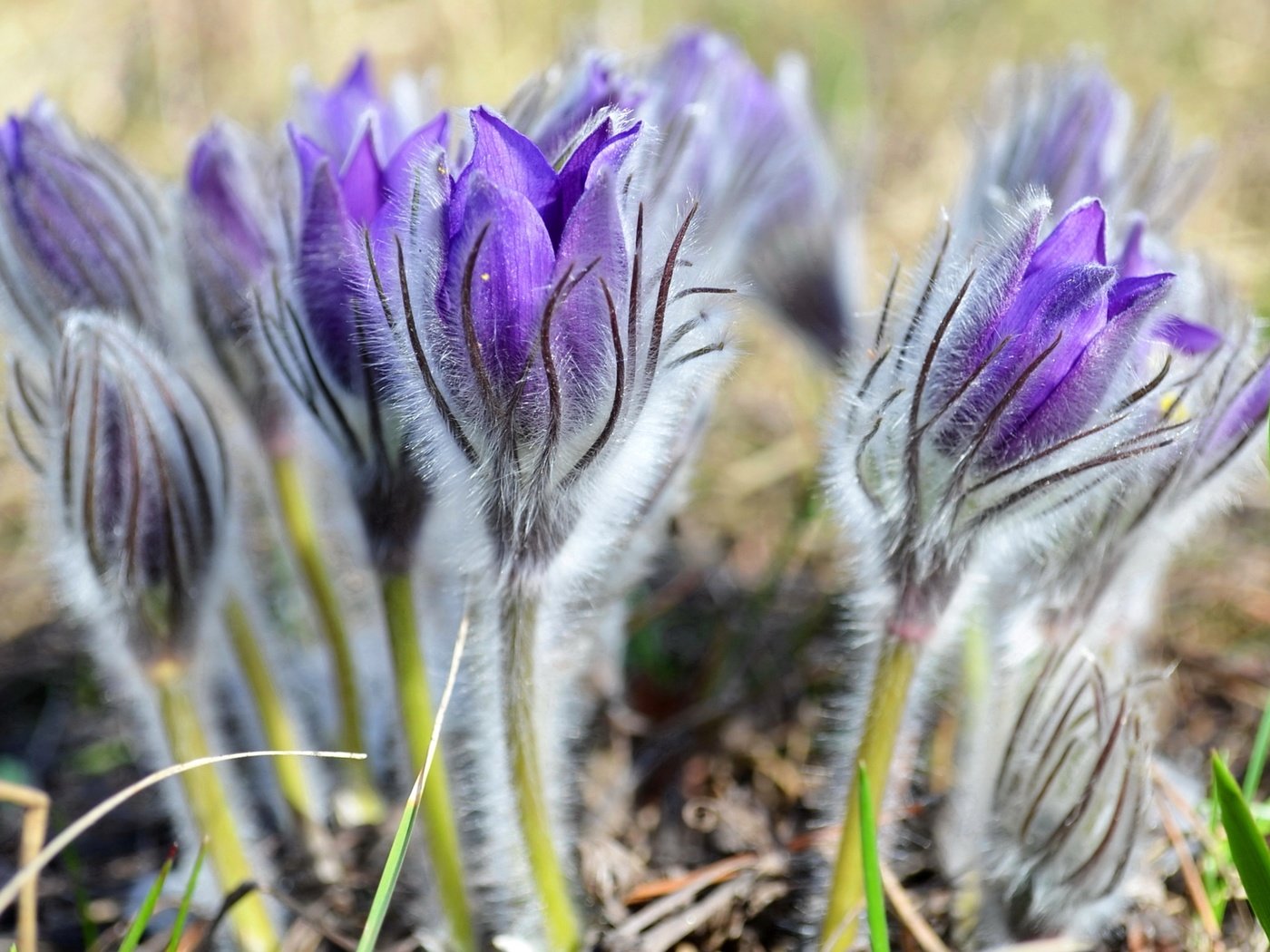 Обои цветы, весна, нежность, анемоны, сон-трава, прострел, flowers, spring, tenderness, anemones, sleep-grass, cross разрешение 2400x1595 Загрузить