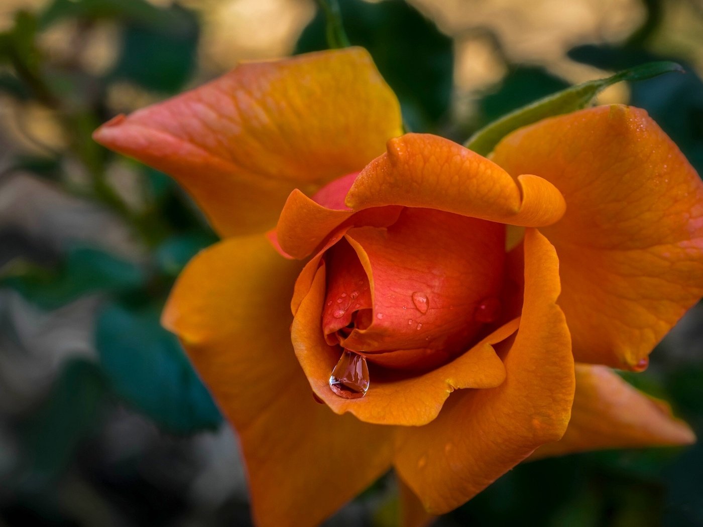 Обои макро, капли, роза, лепестки, бутон, macro, drops, rose, petals, bud разрешение 2048x1356 Загрузить